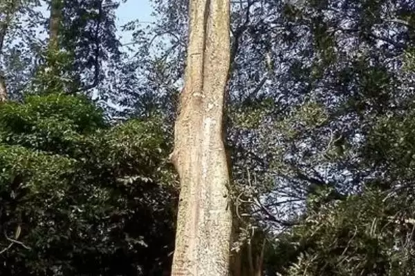 见血封喉的毒性有多强，是世界上最毒的树插图2