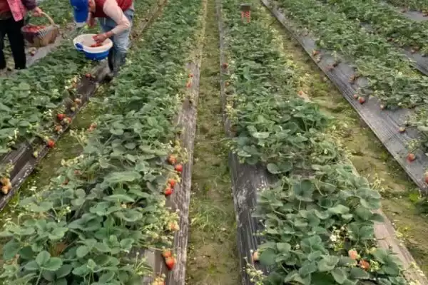 怎么应对草莓育苗和种植期间土壤带菌的问题,高温闷棚可以有效灭杀细菌和虫卵插图1 怎么应对草莓育苗和种植期间土壤带菌的问题,高温闷棚可以有效灭杀细菌和虫卵插图1