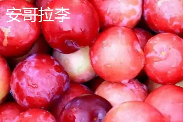 最大的李子品种，目前我国最大李子品种是黑巨王李子插图1