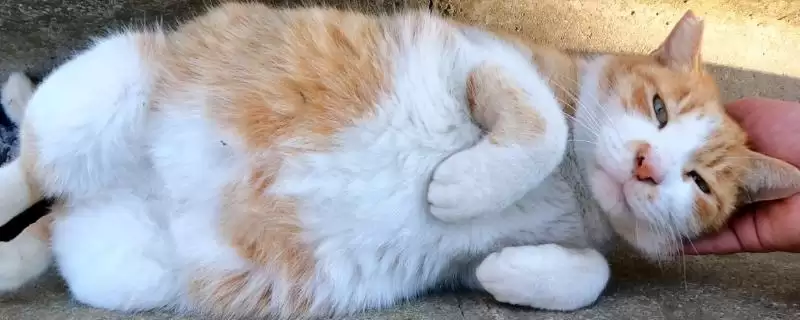 猫咪乳腺炎有哪些具体症状 ,猫咪乳腺炎表现为乳房红肿等-会东网