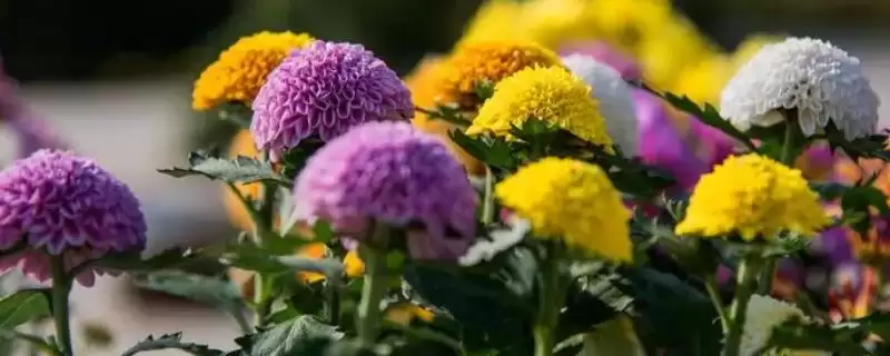 九月菊的长高控制 ,如何对九月菊进行控制使其不长高呢?插图 九月菊的长高控制 ,如何对九月菊进行控制使其不长高呢?插图