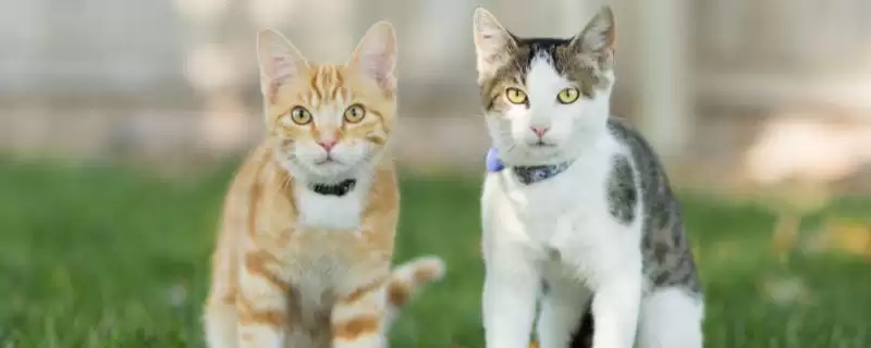 猫咪黑下巴怎么进行治疗 ,猫咪黑下巴可用盐水毛巾擦黑点-会东网