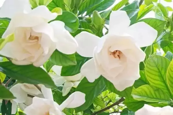 了解栀子花开花季节的方法和重点?了解栀子花开花季节要做好哪些细节?插图3 了解栀子花开花季节的方法和重点?了解栀子花开花季节要做好哪些细节?插图3