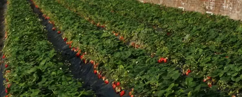 草莓打什么药能增加甜度，通常不采用打药的方法增甜-会东网