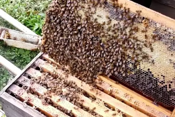 蜜蜂爬蜂病的种类，不同种类的防治方法不同插图3