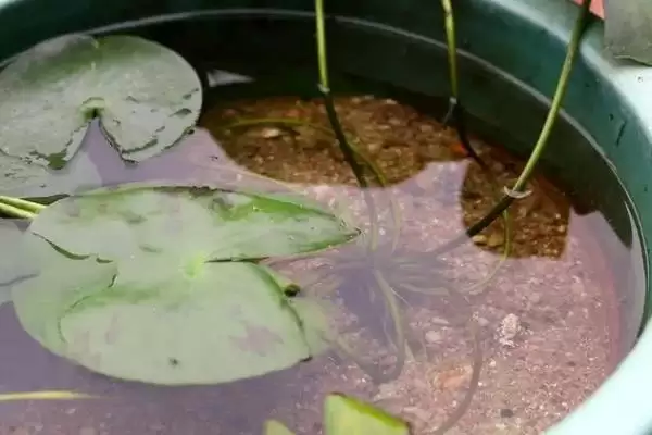 小睡莲无土水培的方法和要点?无土水培小睡莲需掌握哪些关键技巧?插图6 小睡莲无土水培的方法和要点?无土水培小睡莲需掌握哪些关键技巧?插图6