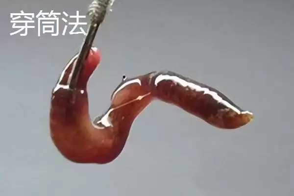 蚯蚓钓鱼技巧全解：为何是“万能饵料”的优势分析插图2