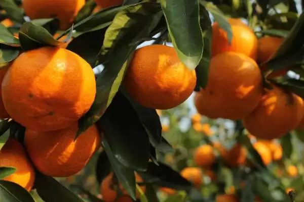 中国十大蜜源植物，花期持续时间长短不一插图7