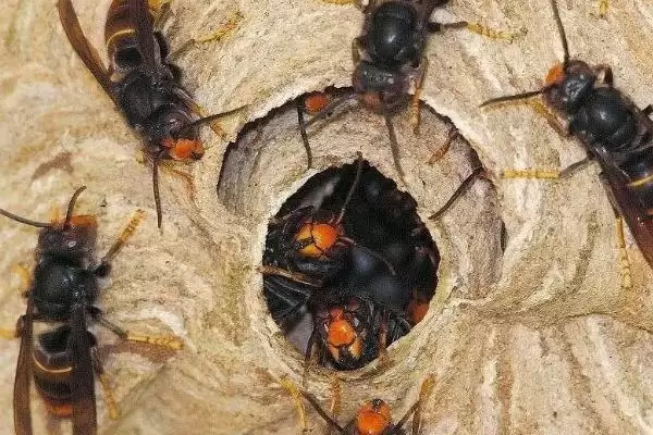 马蜂是怎样度过冬天的，以雌蜂结团的方式越冬插图2