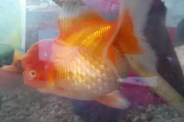 金鱼的产卵周期 ,金鱼一般多久产卵一次呢插图3