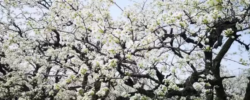 梨树花多果少的原因，可能是氮肥偏多或排水授粉欠缺-会东网
