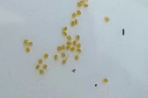米虾卵一般需要多久可以孵化呢 ,米虾卵一般大约 3 周左右可以孵化插图1