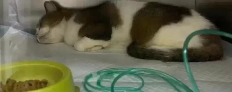 猫咪慢性肝炎是一种什么病症 ,猫咪慢性肝炎是肝脏长期发炎-会东网