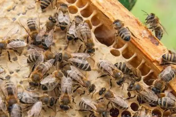 蜜蜂怎样安全过冬，一定要保证充足的食物插图3