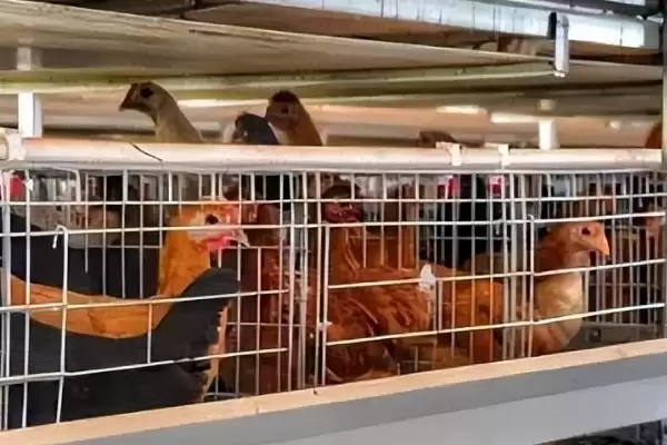提高养鸡经济效益的方法和重点？养鸡要做好哪些效益提升策略？插图7