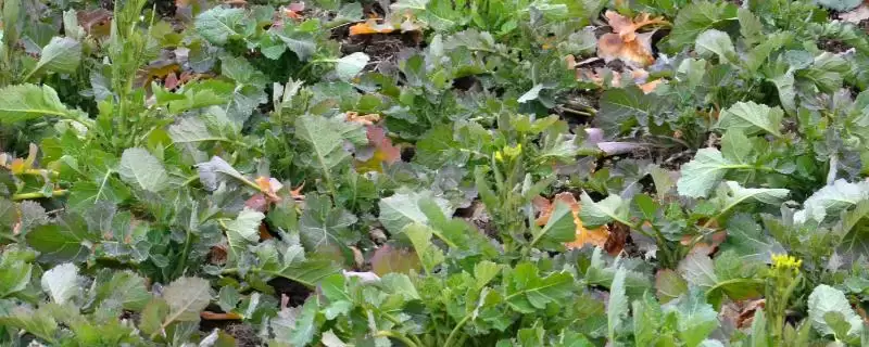 培育油菜壮苗的要素,播种后要时常浇水保湿-会东网