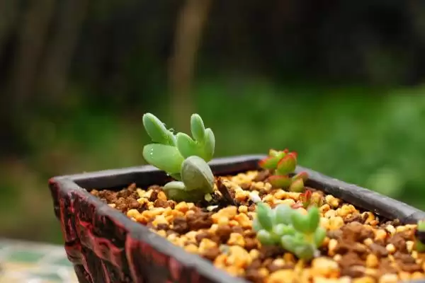 给碧玉莲上盆的方法和重点？给碧玉莲上盆要做好哪些细节？插图2