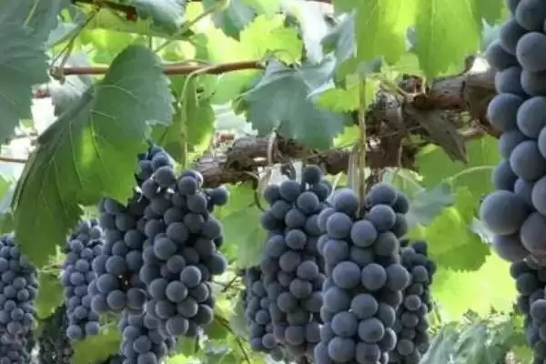 葡萄肥水管理秘籍：牢记这4点，葡萄更香甜插图1