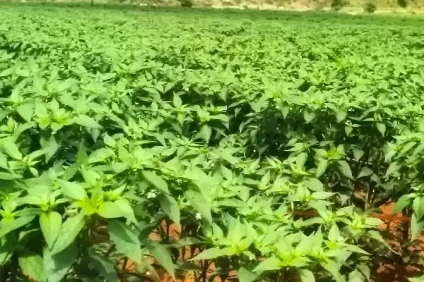 辣椒落叶的原因 ,哪些不适因素会导致辣椒落叶呢？插图4