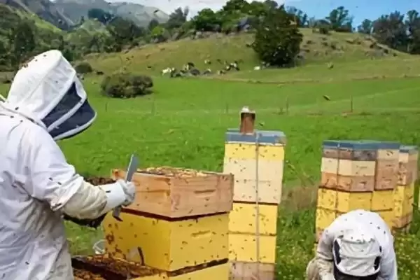 夏季蜂群的管理要点，核心工作是防暑降温插图5