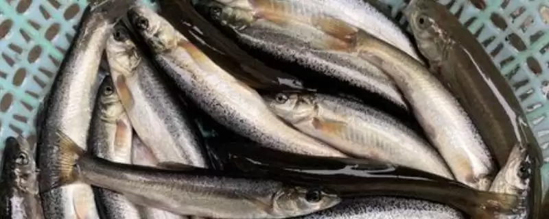 柳根鱼的价格情况 ,柳根鱼价格因地区有何差异？-会东网