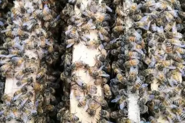 奖励饲喂方法介绍，目的是刺激蜂王产卵插图2