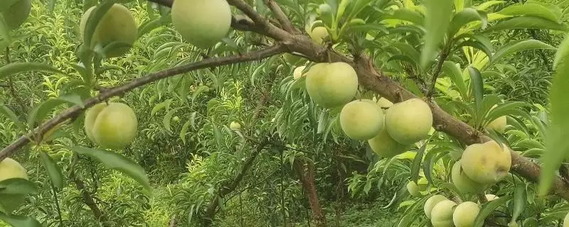 蜂糖李什么时候成熟，7月左右全面上市-会东网
