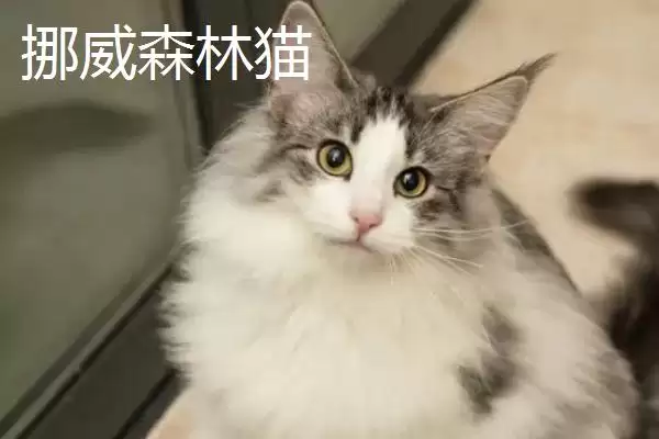 猫有哪些常见的品种 ,猫的哪些品种有优势特点插图4