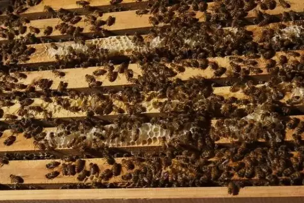 如何防治中蜂爬蜂病，需根据具体病害选择药物插图3