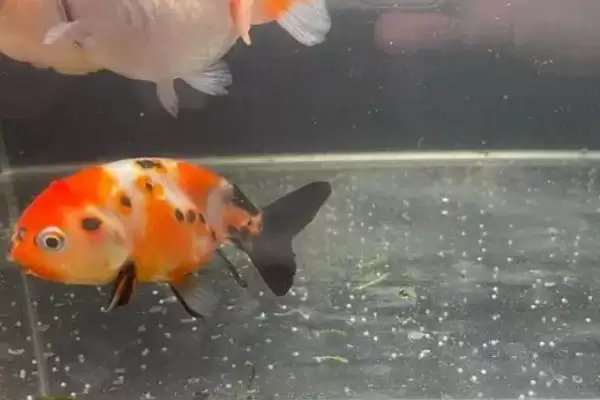 金鱼的产卵周期 ,金鱼一般多久产卵一次呢插图2