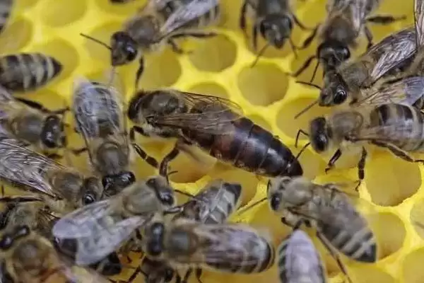 网上买的蜂王靠不靠谱，关键看商家插图2