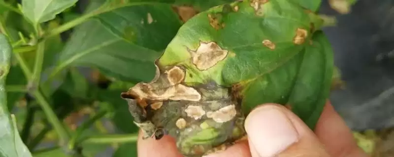 辣椒落花落果落叶的原因 ,辣椒疮痂病如何导致三落现象？-会东网