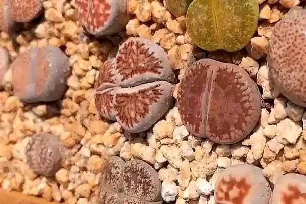 生石花的养殖方法？养殖生石花要掌握哪些关键的养护方法和要点？插图2