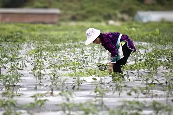 辣椒的叶面肥选择 ,辣椒开花坐果前为何施硼钙叶面肥？插图3