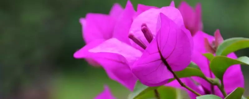 三角梅不开花怎么办？养护三角梅处理不开花问题要掌握哪些方法？-会东网