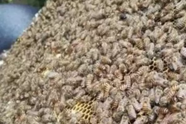 中华蜜蜂简介，我国土生土长的优良蜂插图4