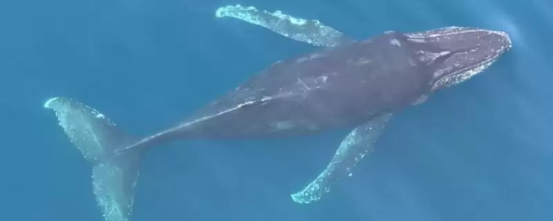 南露脊鲸的神秘面纱：海洋哺乳动物的独特魅力-会东网