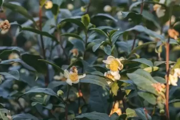 茶树是不是蜜源植物，属于蜜源植物插图2