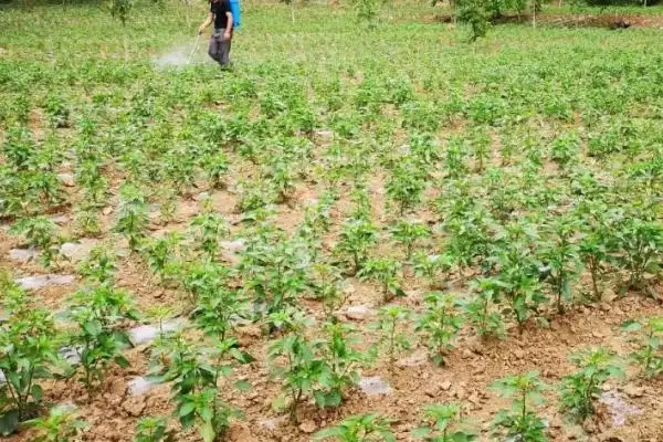 辣椒籽的直接种植问题 ,辣椒籽直接种植后如何保持湿度？插图6