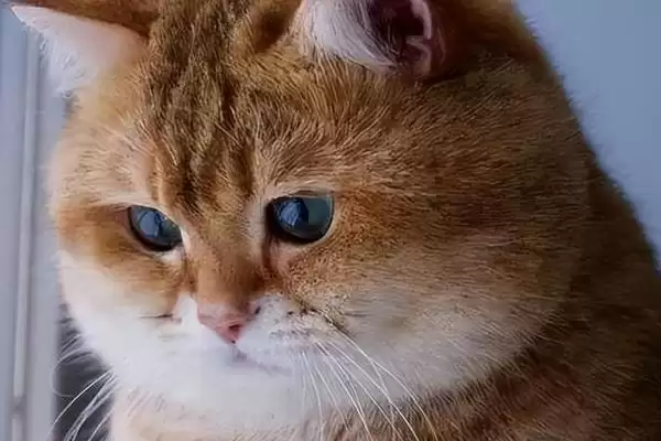 猫咪发腮好还是不好 ,猫咪发腮仅影响体型和外表插图1 猫咪发腮好还是不好 ,猫咪发腮仅影响体型和外表插图1