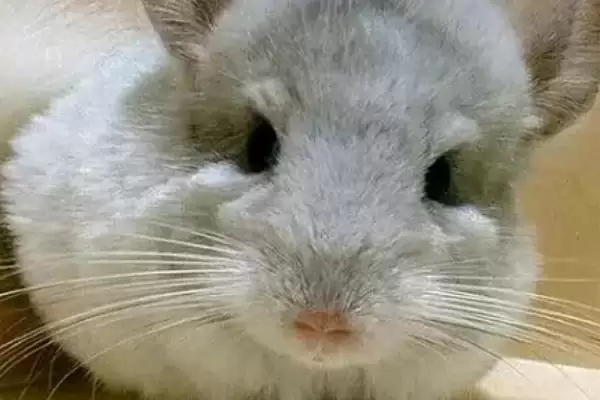 养猫会用到哪些家庭护理用品，体重秤、脖圈、体温计等物品经常使用插图3
