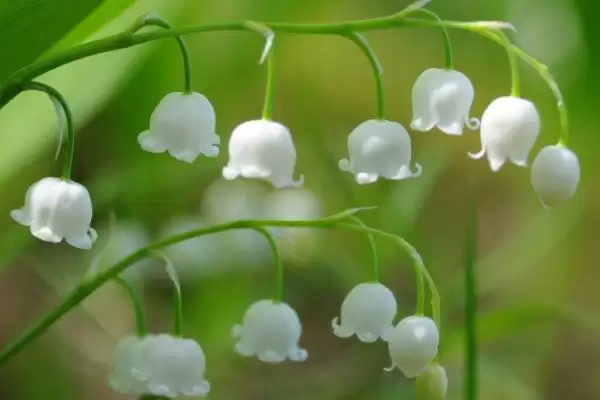 铃兰的植物简介 ,铃兰为什么是我国传统中药材？插图3
