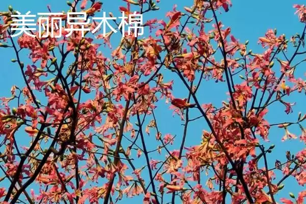 美丽异木棉和木棉有什么区别呢 ,美丽异木棉和木棉科属、形态、习性不同插图3