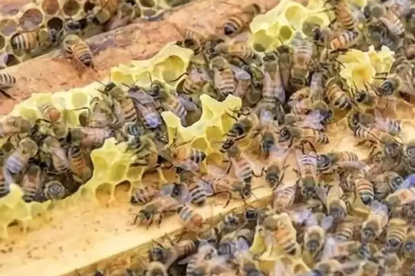蜜蜂怎样安全过冬，一定要保证充足的食物插图2