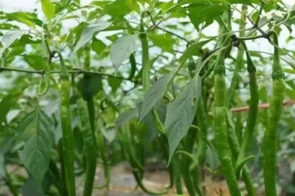 辣椒的种植土壤选择 ,辣椒为何选微酸性或中性土种植？插图2