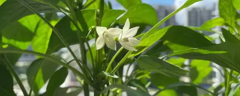 辣椒的授粉需求 ,辣椒为何需要授粉才能结果呢？-会东网
