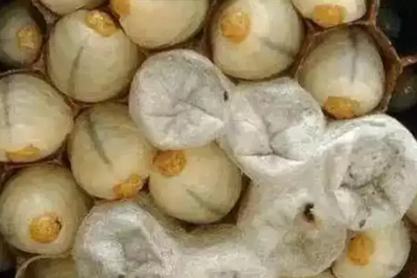 蜜蜂工产介王后的恢复时间，与工产的程度以及蜂王有关插图2