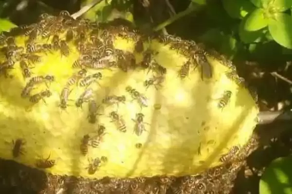 小排蜂能不能装箱养，装箱后按自然蜂巢的构建进行养殖插图6