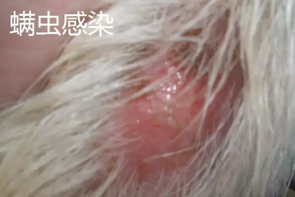 预防狗狗螨虫的方法和重点?预防狗狗螨虫要做好哪些细节?插图4 预防狗狗螨虫的方法和重点?预防狗狗螨虫要做好哪些细节?插图4