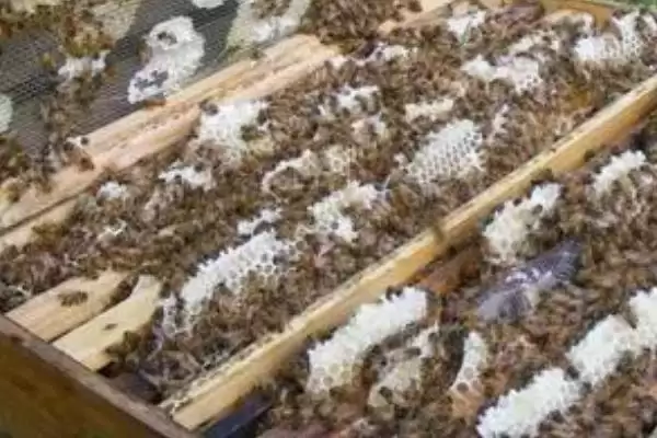 蜜蜂春季怎样繁殖最快，需掌握好这四点插图1